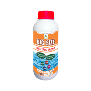 BIG SIZE