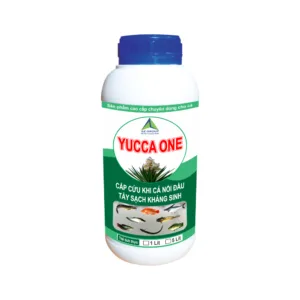 YUCCA ONE